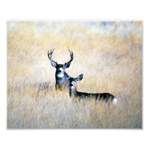 Foto Impresión de Bella Artes digital Mule Deer Buck & 