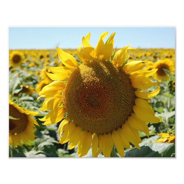 Foto Impresión de campo de girasol (Frente)