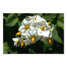 Impresión de flores de patata