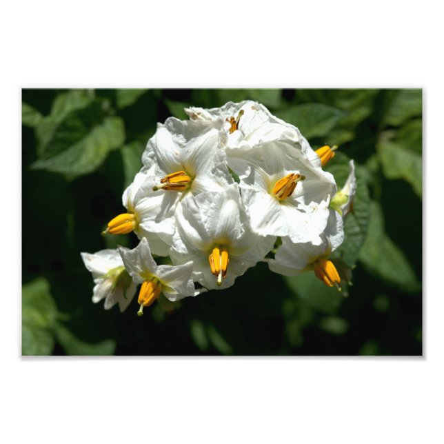 Foto Impresión de flores de patata (Frente)