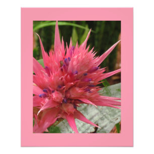 Foto Impresión de flores exóticas