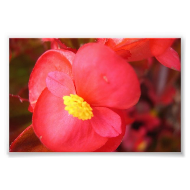 Foto Impresión de flores rojas (Frente)