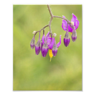 Foto Impresión de flores silvestres agridulces