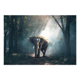 Foto Impresión de fotografías de elefantes