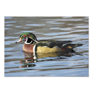 Foto Impresión de fotografías de pato de madera