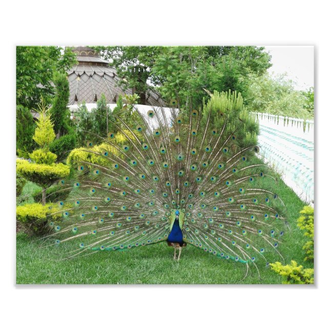 Foto Impresión de fotografías de pavo real (Frente)