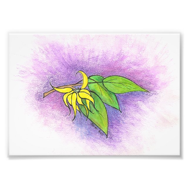 Foto Impresión de Ilustracion Ylang Ylang (Frente)