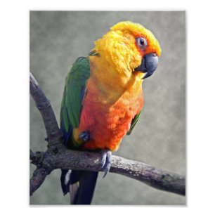 Foto Impresión de Jenday Conure