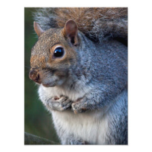 Foto Impresión de la ardilla gris