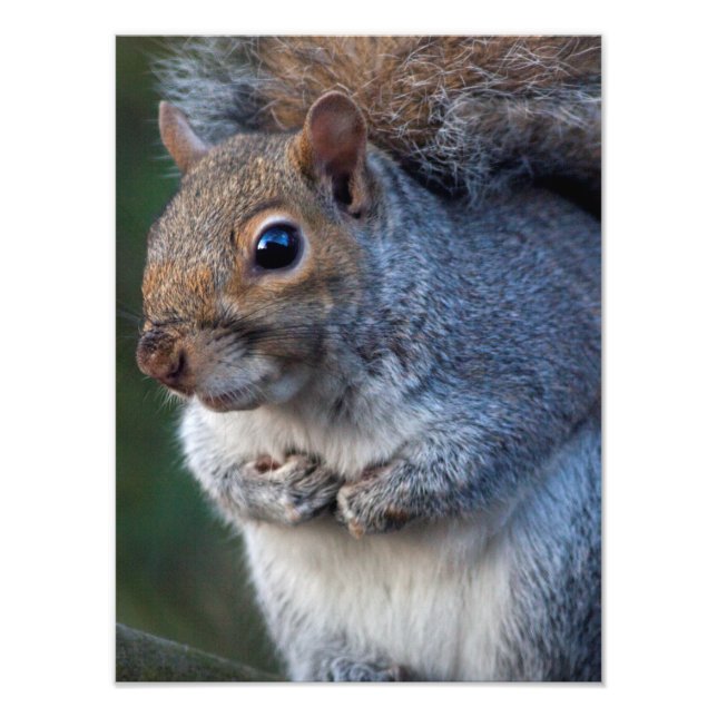 Foto Impresión de la ardilla gris (Frente)