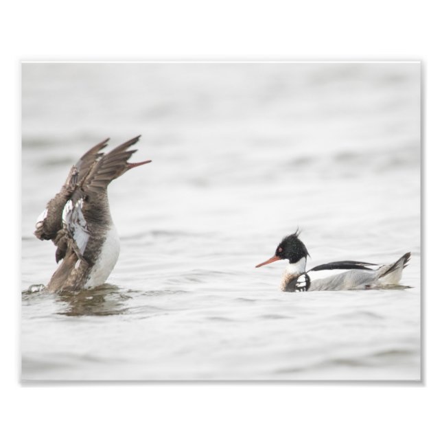 Foto Impresión de la atención del Merganser de pecho ro (Frente)