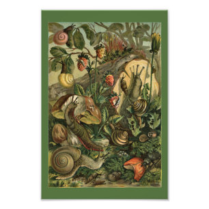 Foto Impresión de la vendimia Land Molluscs Snails Vint