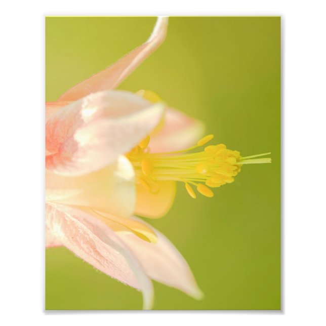 Foto Impresión de las flores silvestres de Columbine de (Frente)