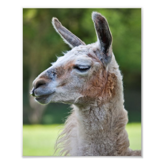 Foto Impresión de Llama (Frente)