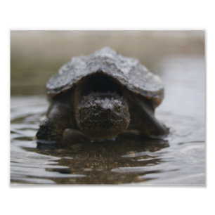 Foto Impresión de los mordedores de cocodrilo