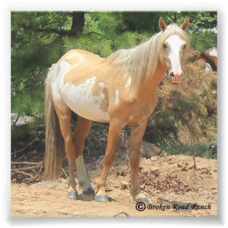 Foto Impresión de Mustang en español salvaje