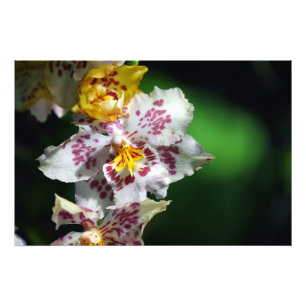 Foto Impresión de orquídeas blancas y amarillas