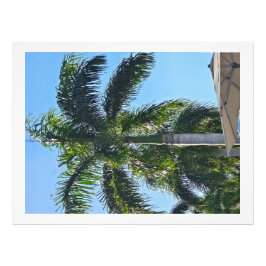 Foto Impresión de palmera