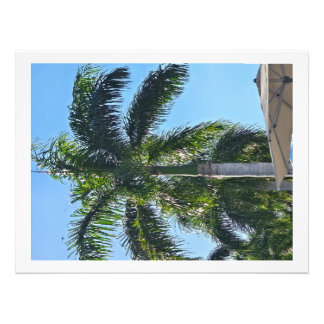 Foto Impresión de palmera