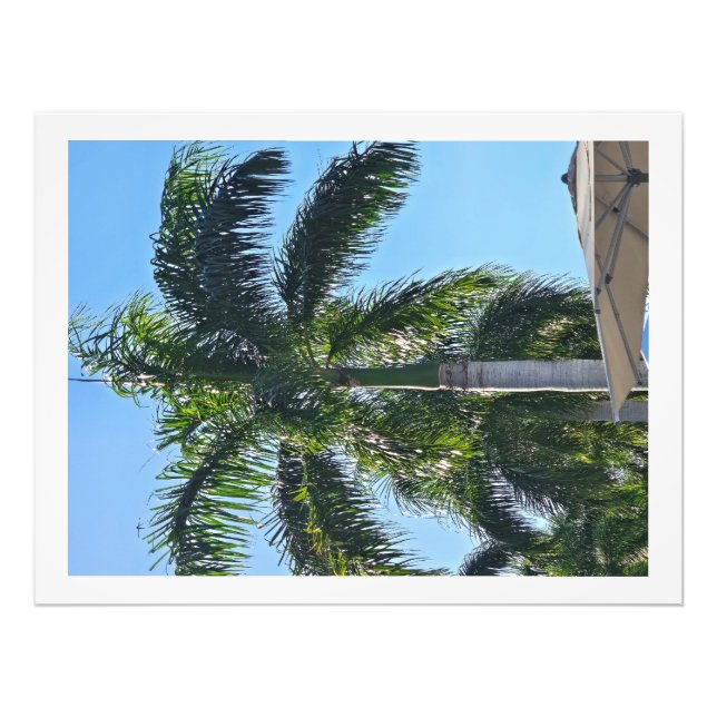 Foto Impresión de palmera (Frente)