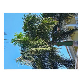 Foto Impresión de palmera