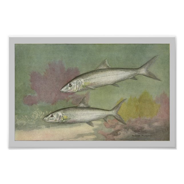 Foto Impresión de peces de origen óseo (Frente)