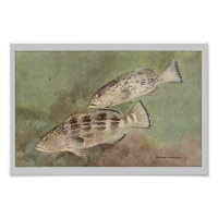 Impresión de peces vintage de Grouper negro