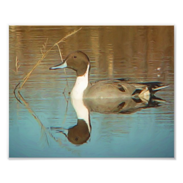 Foto Impresión de pintail de norte (Frente)