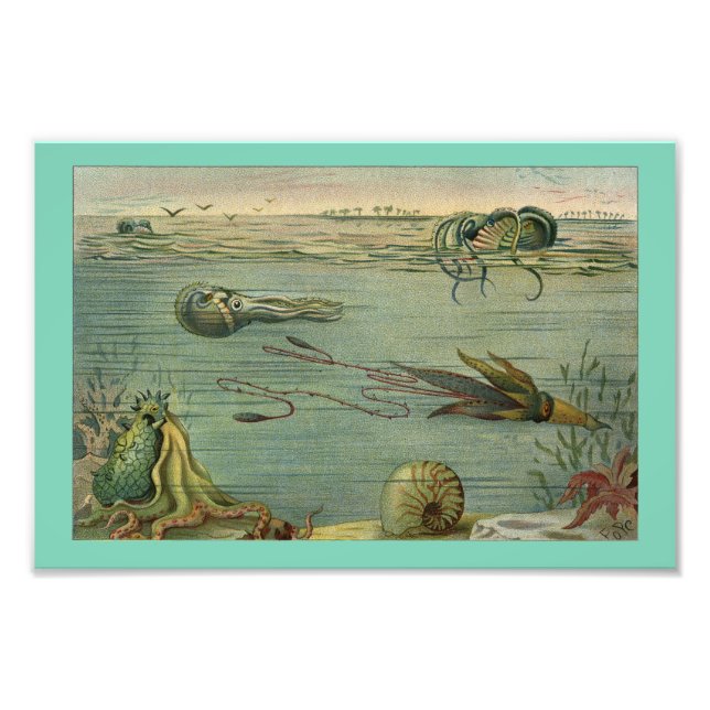 Foto Impresión de pulpo de pulpo de vida marina de cala (Frente)