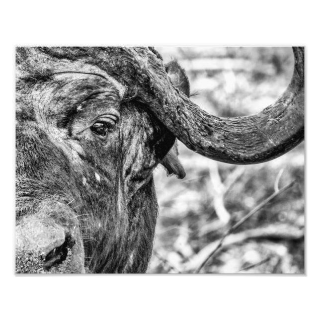 Foto Impresión de retrato de búfalo de Cabo Africano (Frente)