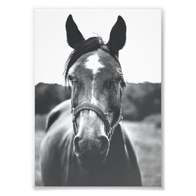 Foto Impresión de retrato de caballo blanco y negro (Frente)