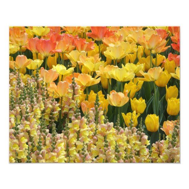 Foto Impresión de Snapdragons amarillas y tulipanes de  (Frente)