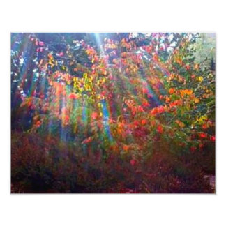 Foto Impresión de Sun Rays