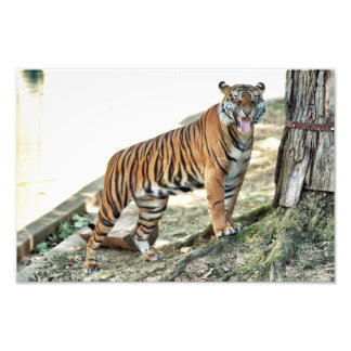 Foto Impresión de tigres
