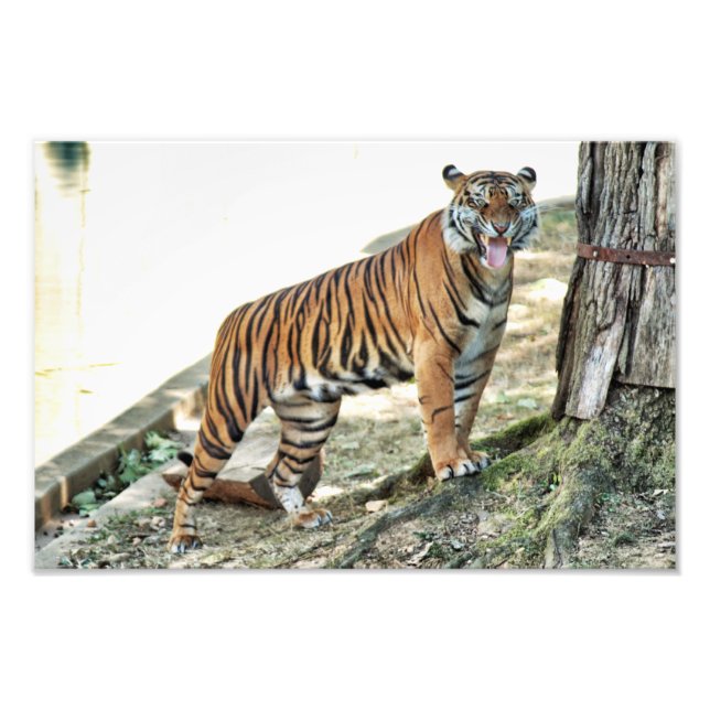 Foto Impresión de tigres (Frente)