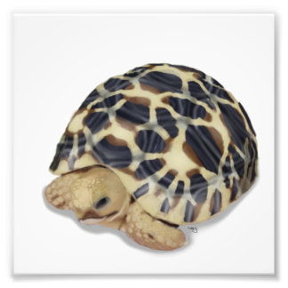 Foto Impresión de tortuga de estrella