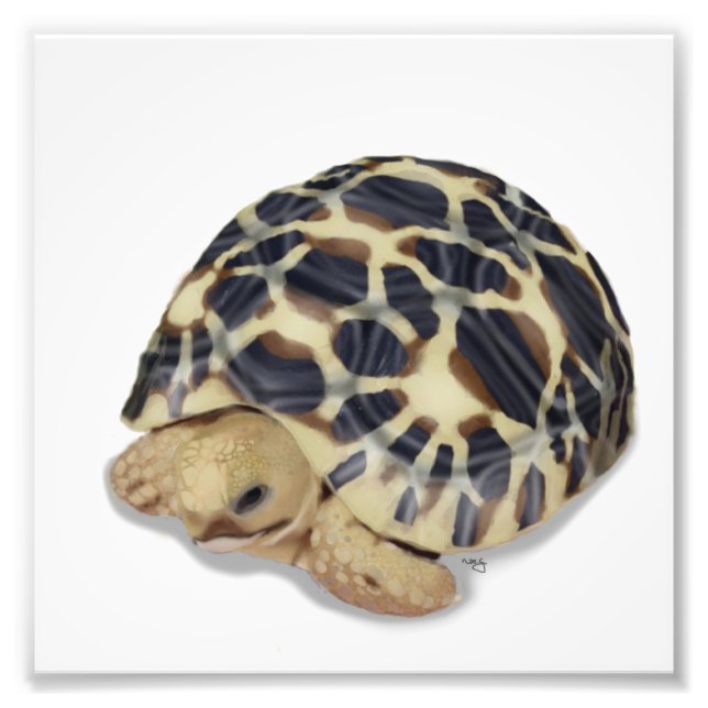 Foto Impresión de tortuga de estrella (Frente)