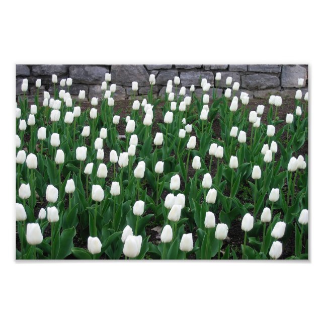 Foto Impresión de tulipanes 10 (Frente)