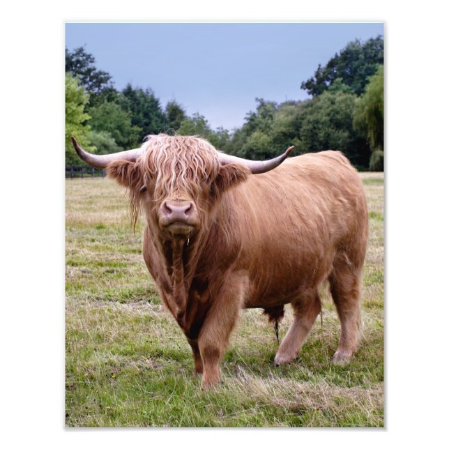 Foto Impresión de vaca de las Tierras Altas (Frente)