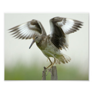 Foto Impresión de Willet