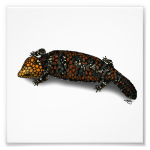 Foto Impresión del lagarto de Goldfields Shingleback