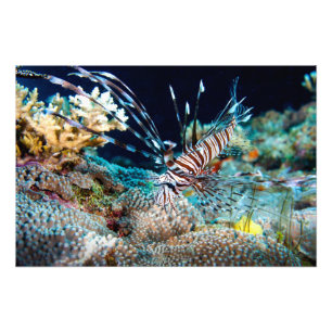 Foto Impresión del Lionfish