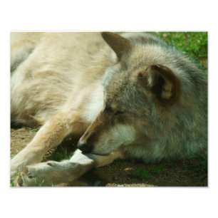 Foto Impresión del lobo gris