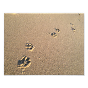 Foto Impresión del perro en la arena
