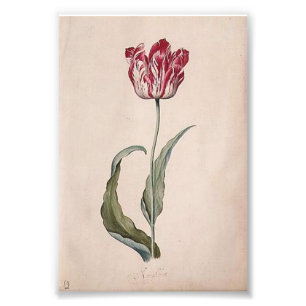 Foto Impresión del tulipán de Judith Leyster