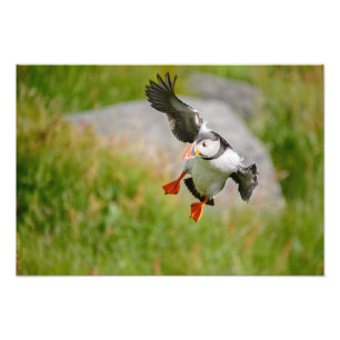 Foto Impresión del vuelo del pájaro del frailecillo