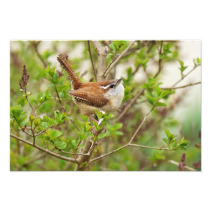 Foto Impresión del Wren de Carolina