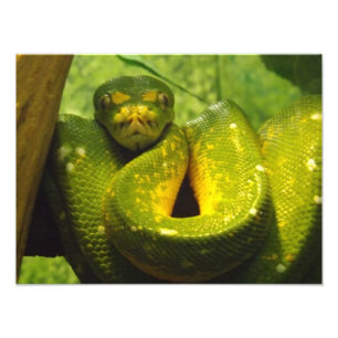 Foto Impresión en Python de árbol verde