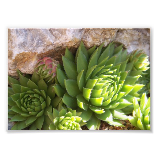 Foto Impresión fotográfica-Cactus (Frente)