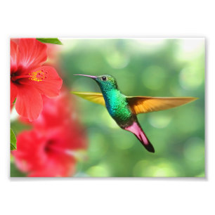 Foto Impresión fotográfica-Colibrí